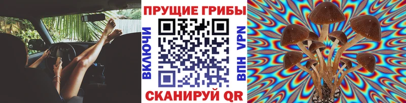 Псилоцибиновые грибы Psilocybe  Будённовск 